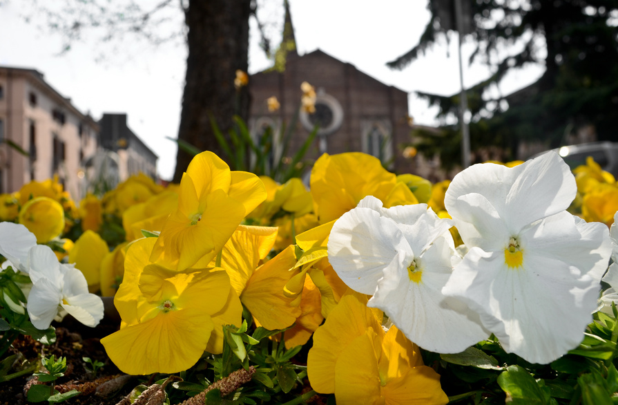 Flowers at Florence